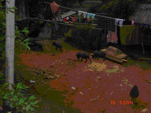 Pigs_run_around_the_village